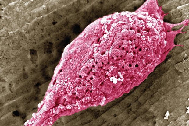 owl_detail_620_f8b4459e669f92b47707866ca59503fa